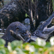 Illustration for article titled Its A Bad Week To Be a Crocodilian